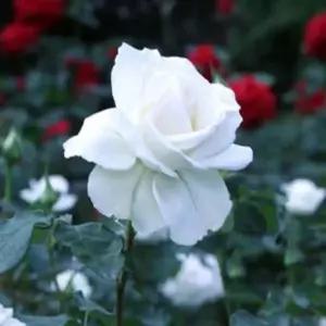 장미 사계장미(티네케) _ 수고40CM[ 2~3지 ]묘목 조경수/정원수/K0670