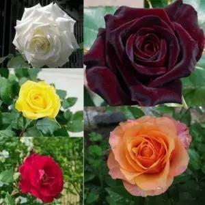 장미 사계장미(노랑) _ 수고40CM 2~3지 [2주묶음] 묘목 조경수/정원수/K0673