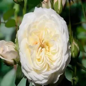 장미 사계장미(파키) _ 수고40CM[ 2~3지 ]묘목 조경수/정원수/K0677