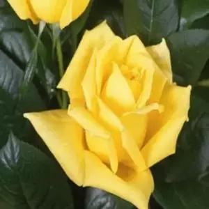 장미 사계장미(란도라) _ 수고40CM[ 2~3지 ]묘목 조경수/정원수/K0679