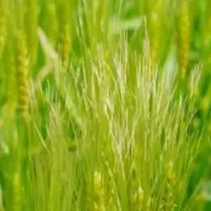 한국 청보리 녹비 보리 재래종 원예 씨앗 종자 600g 씨 새싹키우기 보리종자 씨앗판매 종묘사