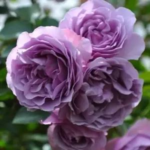 묘목/장미 일본장미  로사오리엔티스 (쉐도우오브더문) 접목 2년 대묘  KJ415