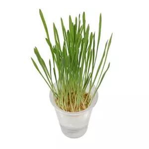 생태 전환 수업 외떡잎 식물 새싹 보리 키우기(4인) 교육교재 재배체험 기르는법