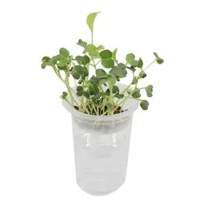 생태 전환 과학수업 쌍떡잎 무순새싹 키우기(4인) 재배기 관찰학습 자연 기르는법