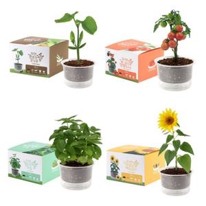 강낭콩 방울토마토 스위트바질 해바라기 봉선화 나팔꽃 키우기 씨앗 심기 화분 봉숭아 기르기 식목일 키트