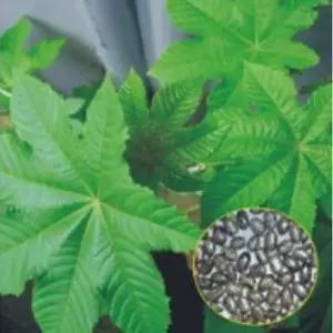 꽃씨 아주까리씨앗 피마자꽃씨 500g 피마자 500g아주까리종자 (WFKBY5N)