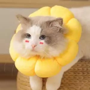 강아지 노랑 S 쿠션 깔대기 고양이 넥카라 목보호대