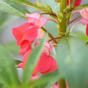 화분에 꽂는 봉선화 씨앗 5개가드닝용품 채소 판매 반려식물키우기 베란다정원 키트 파는곳 모종 종자파는