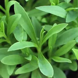 화분에 꽂는 패랭이꽃 씨앗 5개가드닝용품 채소 판매 반려식물키우기 베란다정원 키트 파는곳 모종 종자파