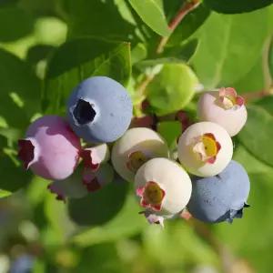 [충북농원] 뉴하노버 블루베리 나무 묘목 - 2~3년생 포트묘