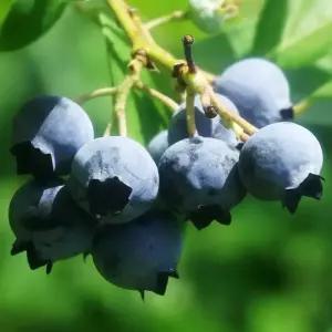 [충북농원] 챈티클리어 블루베리나무 묘목 - 2년생/포트묘