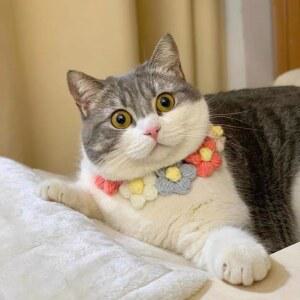 강아지 스카프 고양이 케이프 카라 니트 뜨개질 귀여운 턱받이 목걸이 크로셰