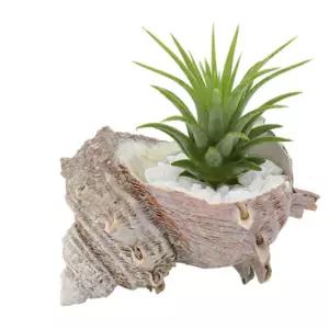 5인세트 공기정화 생명력강한식물 소라껍데기 이오난사키우기 식물재배