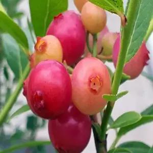 블루베리나무(핑크레모네이드)_삽목2년(포트묘)유실수/정원수/묘목/K0002