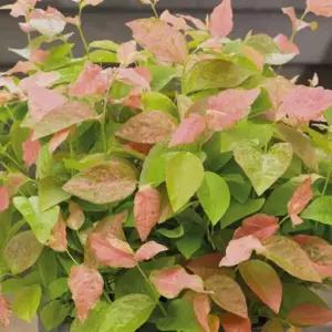 묘목-블루베리 삼색블루베리 플라밍고 2년생 포트묘   KJ238