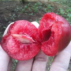 유실수 묘목/피자두 자엽자두 접목 1년-세개묶음 KJ422