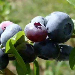 묘목/블루베리 블루레이/3년생 포트묘KJ2280