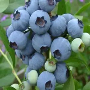 묘목/블루베리 블루크롭/2년생 포트묘/두개묶음  KJ093