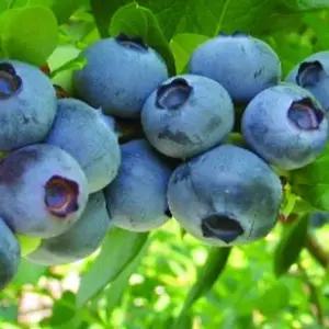 유실수 묘목/블루베리 스타/2년생 포트묘-두개묶음  KJ094