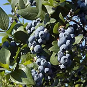 묘목/블루베리 패트리오트/2년생포트-2개묶음   KJ215