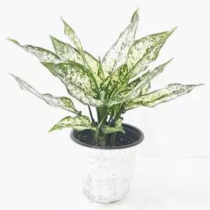 스노우사파이어(중) 실내공기정화식물 공기청정식물