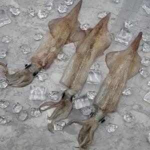 국내산 동해안 급냉 냉동 한치 1kg 싱싱한 안주용 구이용 통찜 한치 초밥 물회 튀김 버터구이