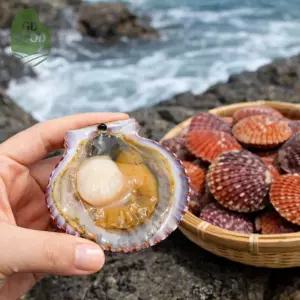 건담농수산 통영 홍가리비 철 활가리비 생가리비 구이