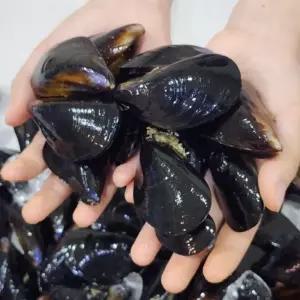 국내산 세척 홍합 3kg