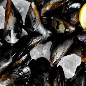 유쎌몰 홍합 1KG 동해안섭