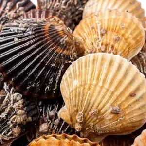 통영 산지직송 제철 흑백가리비 1kg (17미 내외)