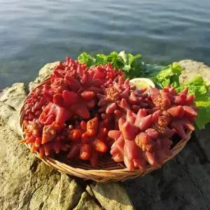 통영 깐멍게 500g 생물 활멍게