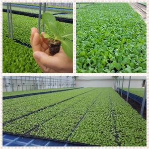 /모종전문/김장배추/무우/당근/쪽파/청갓/감자/고구마/대파/딸기/상추/고추/토마토/호박/오이/수박/참외/상추류/엽채류/과채류/허브/바질/공심채