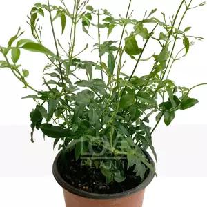 학자스민 쟈스민 향이있는식물 관엽 공기정화 식물키우기 인테리어