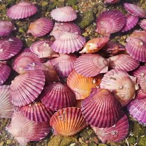 [산지직송] 국내산 남해안 홍가리비 1kg