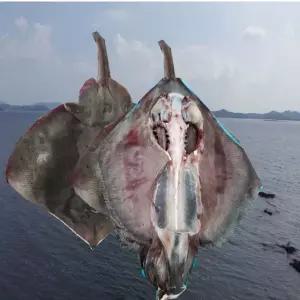 목포 가오리 반건조가오리 가오리찜 1kg 국산 말린가오리