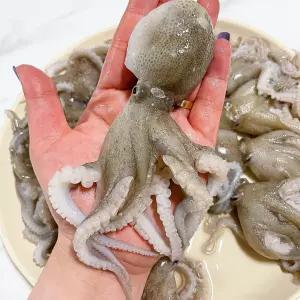 중국산 급냉 초특대 알쭈꾸미 2kg