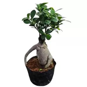 인삼팬더_중(fs182)