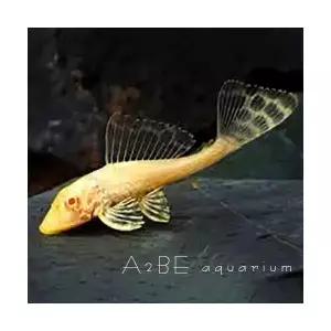 [에이투비] 알비노 나비비파 /3 - 4cm전후급 / 5마리