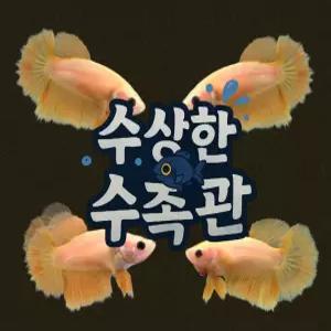 [수상한수족관] [하프문베타 ]솔리드색상 옐로우 하프문 암컷 베타 / 1마리 / 랜덤발송