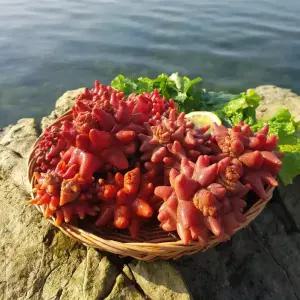 통영 활 멍게 1kg 깐멍게 돌멍게 활멍게무침