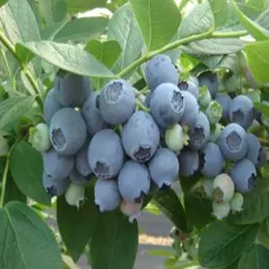 블루베리묘목 불루베리묘목