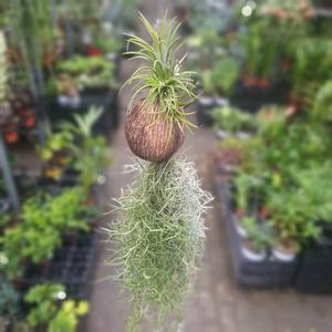 코코넛이오난사수염틸란드시아 이오난사 수입식물 희귀식물 유칼립투스 몬스테라  69S