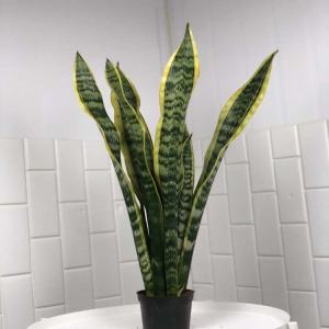 높이 약 70cm 농장 직영 산세베리아 로렌티 중형 공기정화 식물