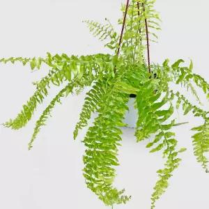 마이플랜트 무늬 보스턴 고사리 중형 실내 공기정화 인테리어 식물