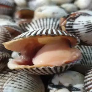 싱싱햇 벌교 남도 제철 꼬막 새꼬막 1kg 120미