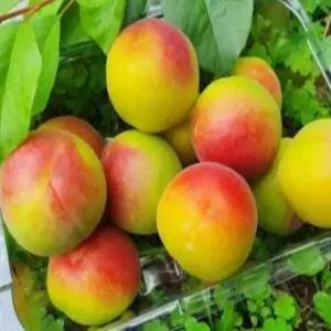 향수묘목농원 플럼코트 하모니2년생 분묘