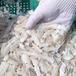 국내산 제철 생물 호래기 500g 횟감