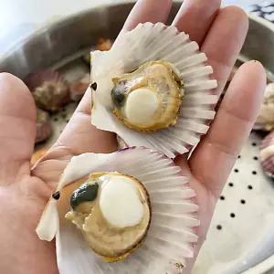 국내산 제철 홍가리비 통통 쫄깃