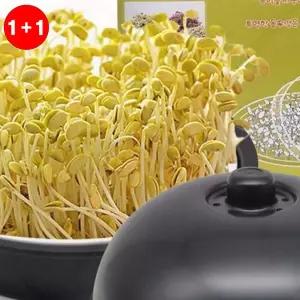 콩나물재배기 집에서 콩나물 키우기 시루 세트 가정용 (1+1옵션 주문수량의2배수량배송)