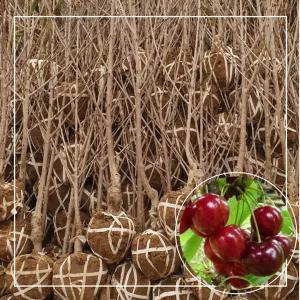 서울농원묘목/왜성 체리나무 라핀스 3년생 분묘(대) 자가수정 대목 강산16호